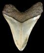 Bargain, Megalodon Tooth - North Carolina #47202-2